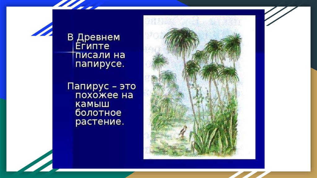 Папирус это. Тростник Папирус в древнем Египте. Растение Папирус в древнем Египте. Папирус растение в Египте. Высокий тростник Папирус.