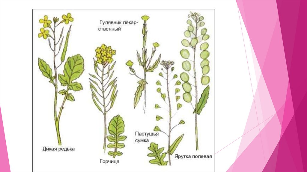 Изучение внешнего строения растения пастушья сумка