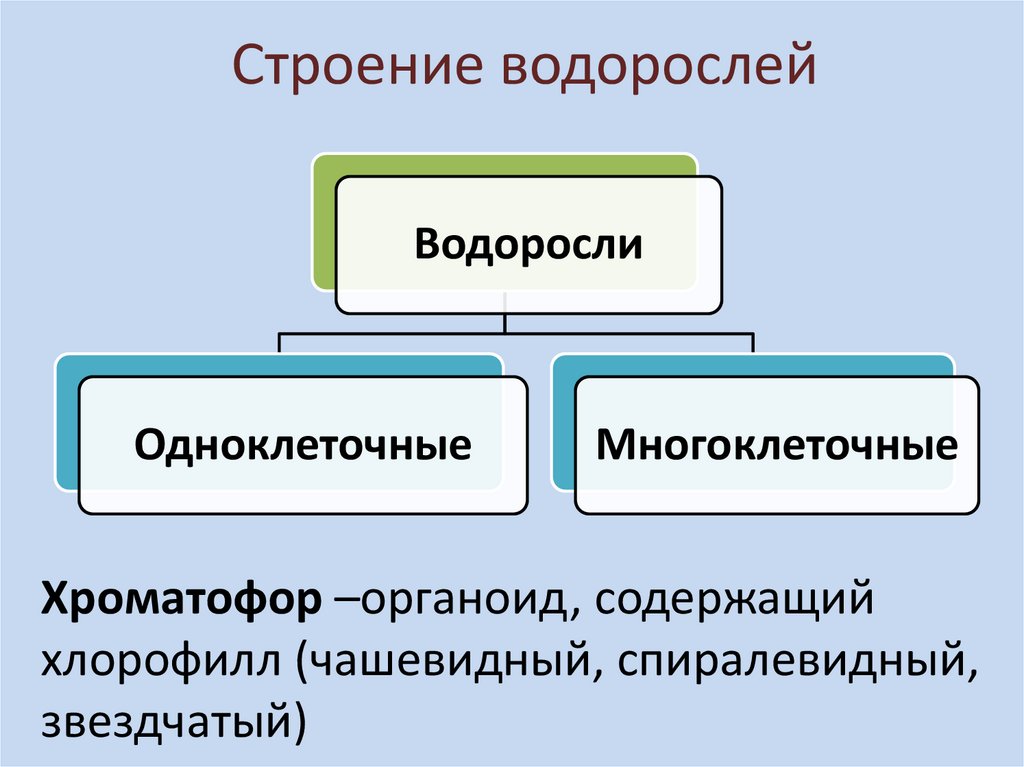 Морфологические структуры водорослей.