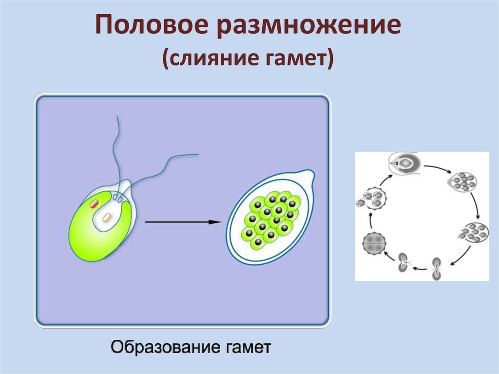 После слияния гамет образуется особая клетка. Половое размножение слияние гамет.