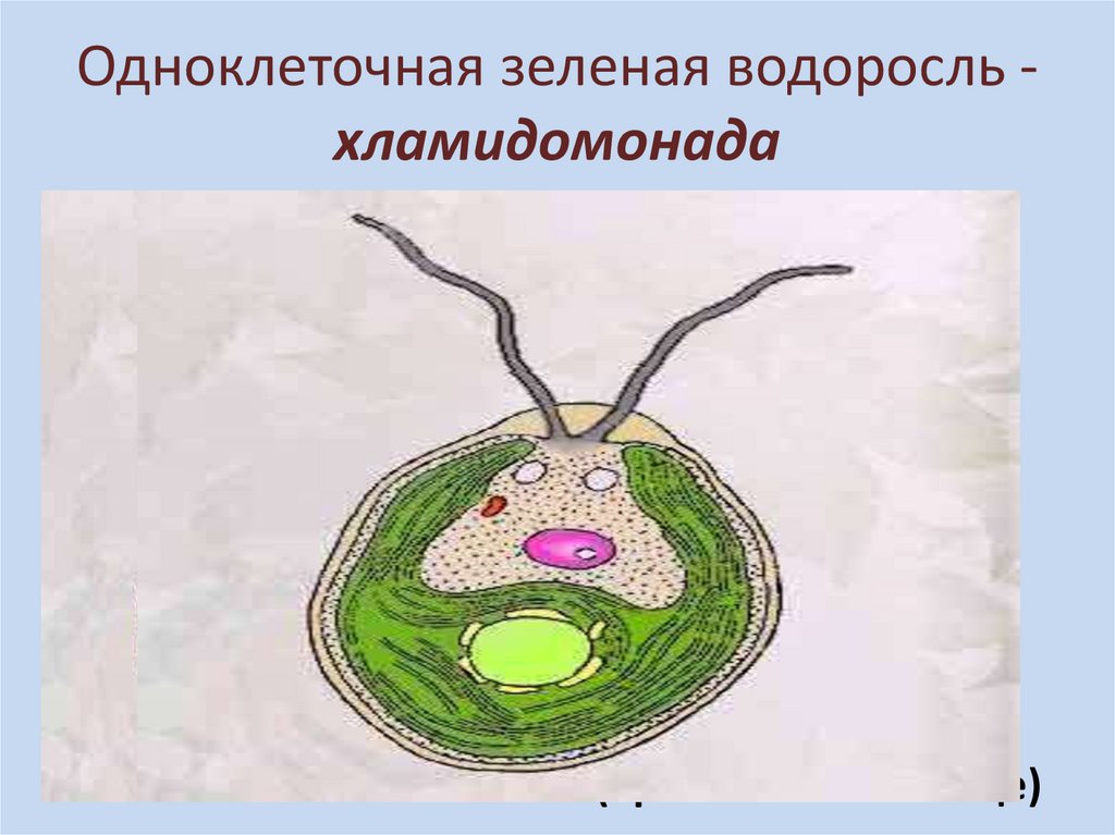 Водоросль хламидомонада. Зеленые водоросли хламидомонада. Одноклеточная водоросль хламидомонада. Одноклеточная зелёная водорсль (хламидомонада). Одноклеточная зелёная водоросль с двумя жгутиками.