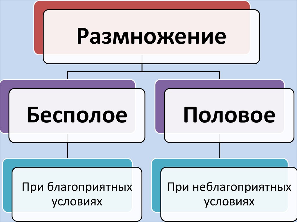 Условия размножения. Половое и бесполое. Размножение в неблагоприятных условиях. Размножение при благоприятных условиях. Благоприятные условия для бесполого размножения.