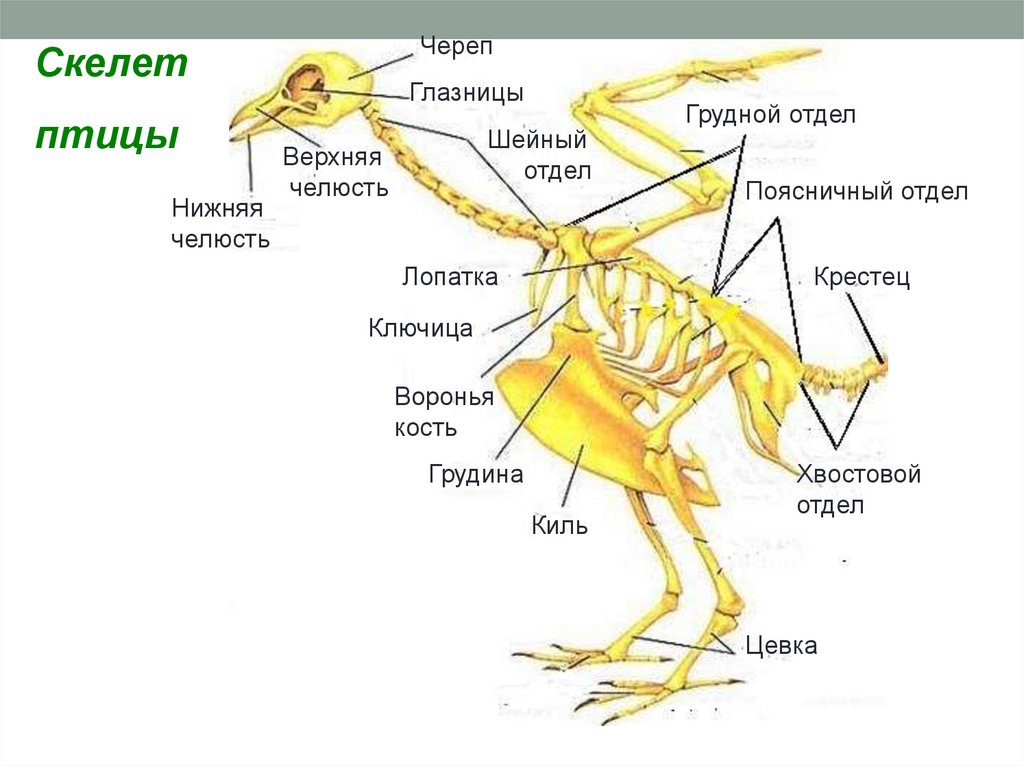 Скелет птиц приспособлен к полету