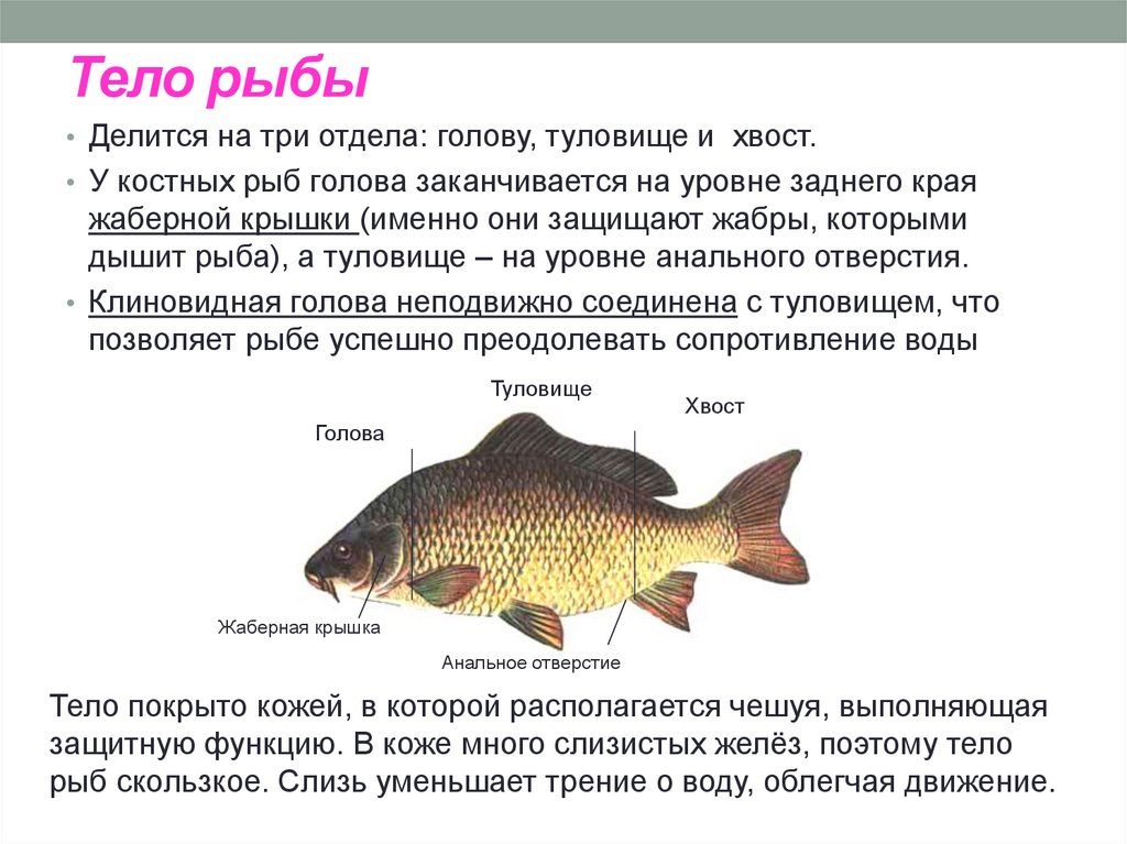 Какие отделы тела имеет рыба