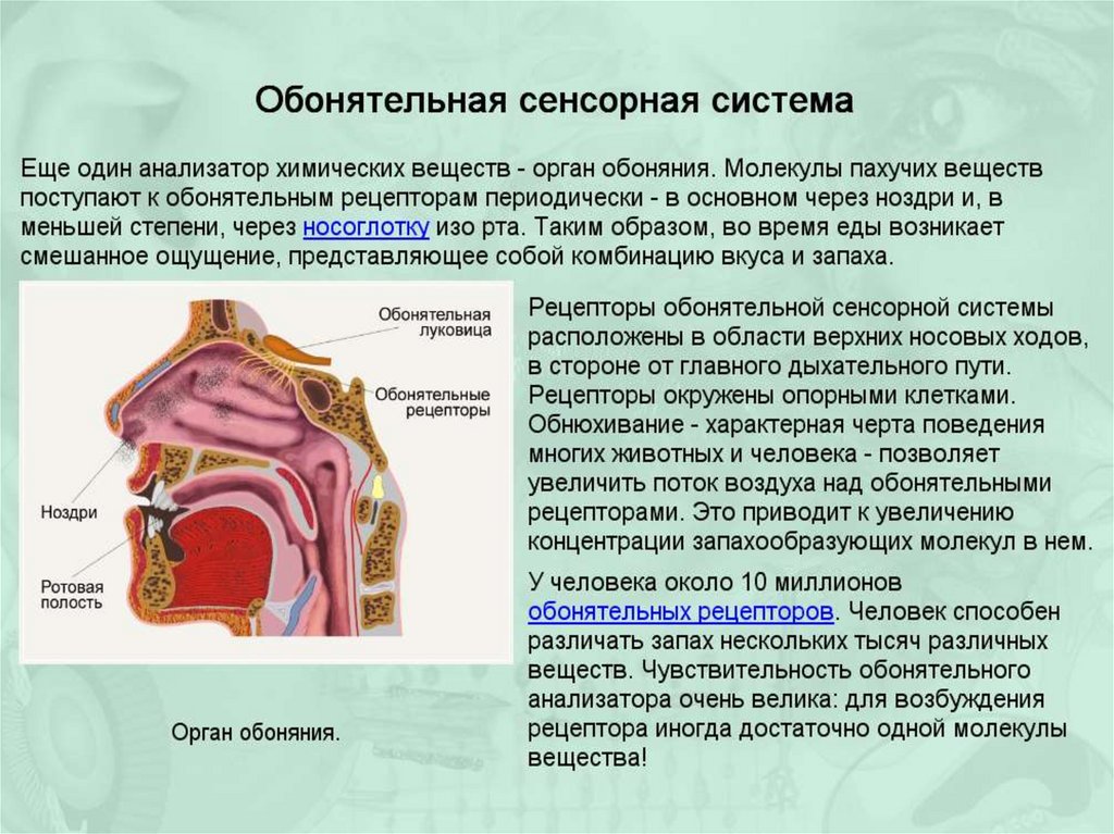 Схема обонятельного анализатора человека