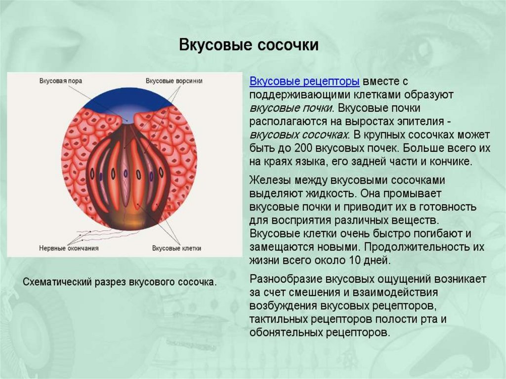 Вкусовой и обонятельный анализаторы презентация 8 класс