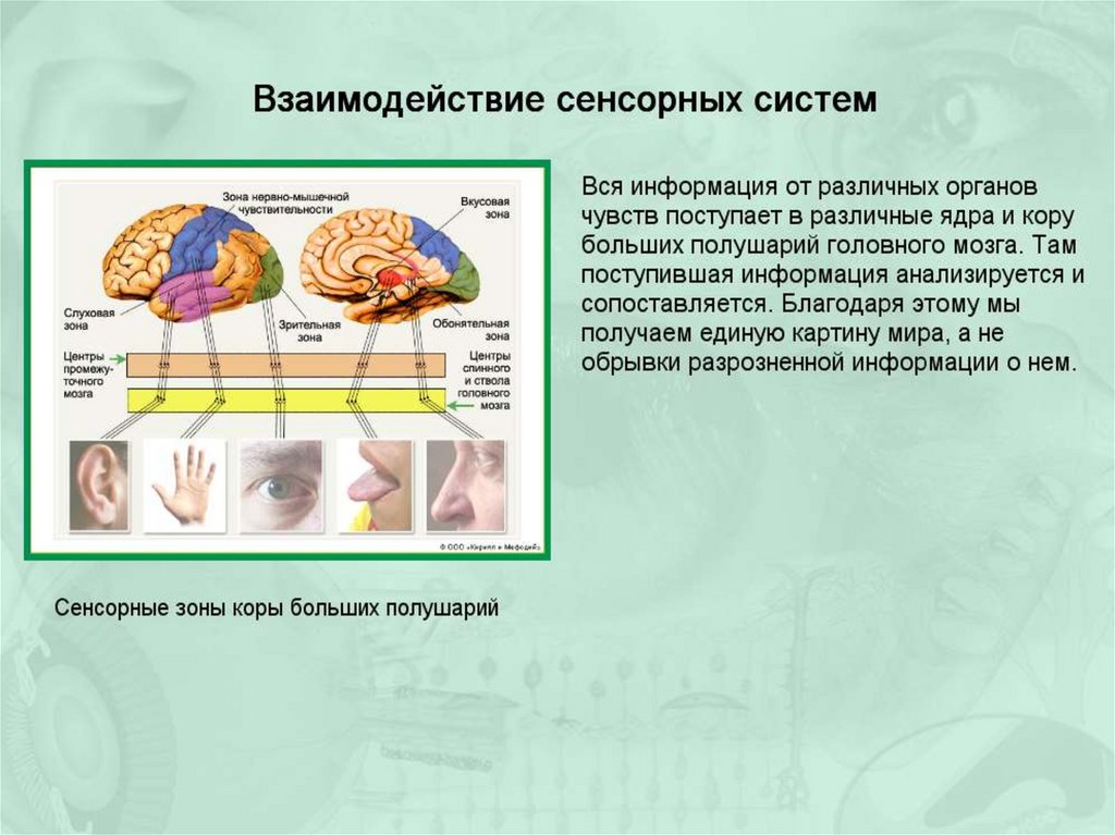 Органы вкуса и обоняния презентация