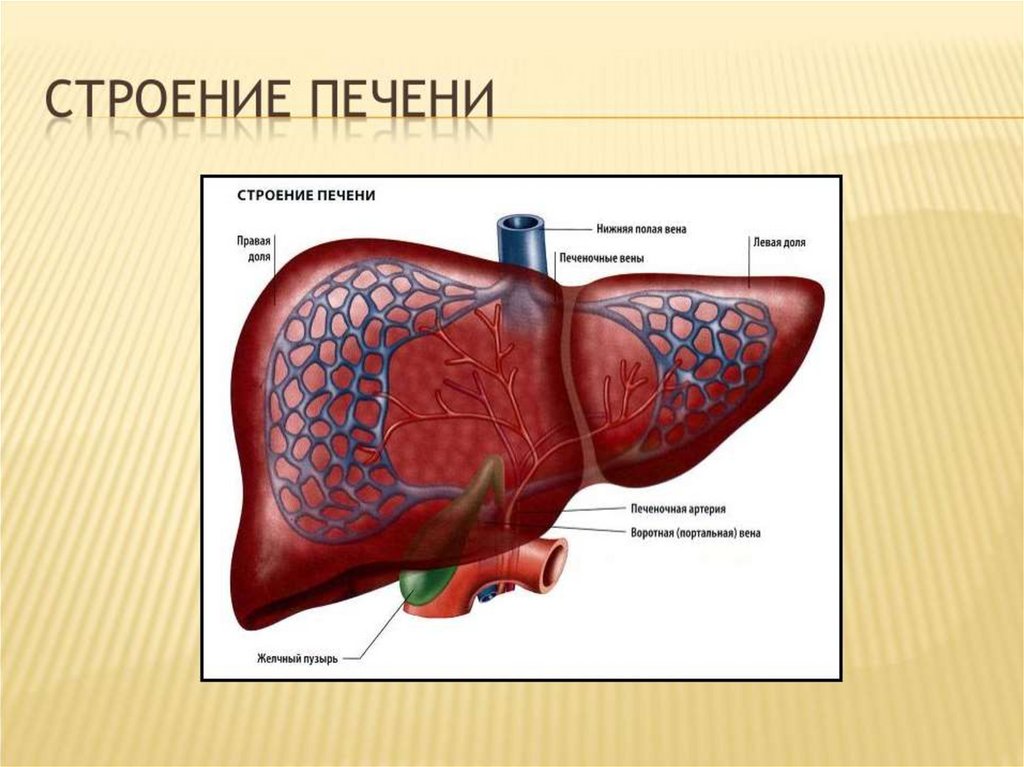 Презентация на тему печень