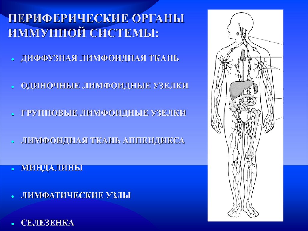 Органы лимфатической системы. Периферические органы лимфатической системы. Периферические лимфоидные органы иммунной системы. Лимфатические узлы иммунная система. Лимфоидные органы человека.