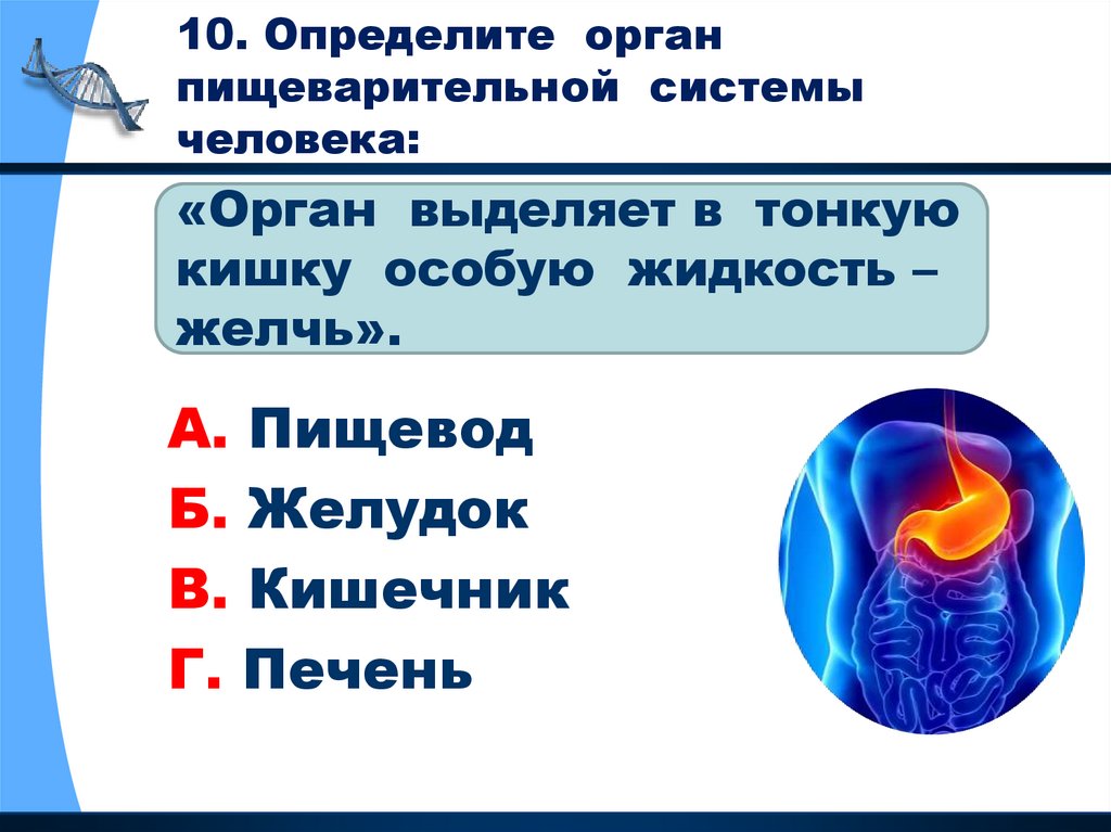 Какой орган определяет