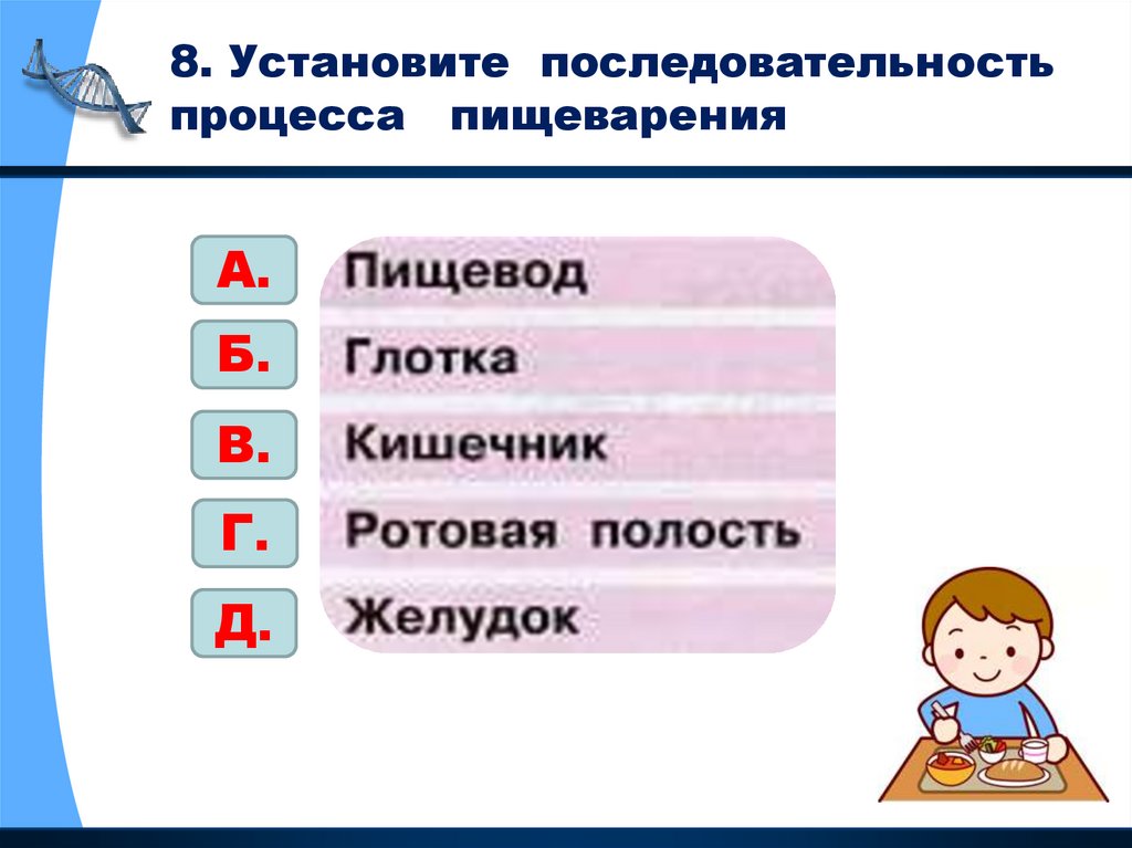 Установить последовательность процесса белка