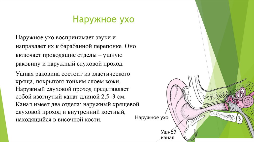 Проводниковый отдел уха. Отделы периферического отдела слухового анализатора. Периферический отдел слухового анализатора. Презентация наружное ухо.