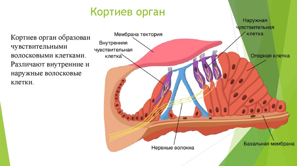 Что воспримут изображенные на рисунке под номером 3 рецепторные клетки кортиева органа