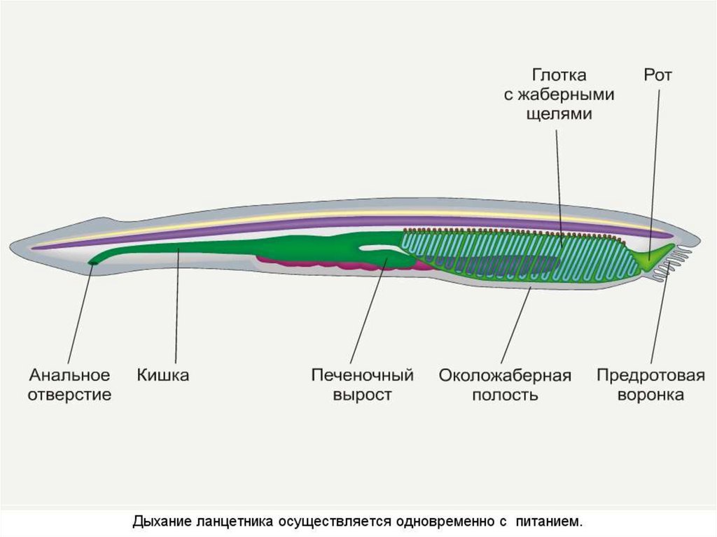 Правильный план строения ланцетника