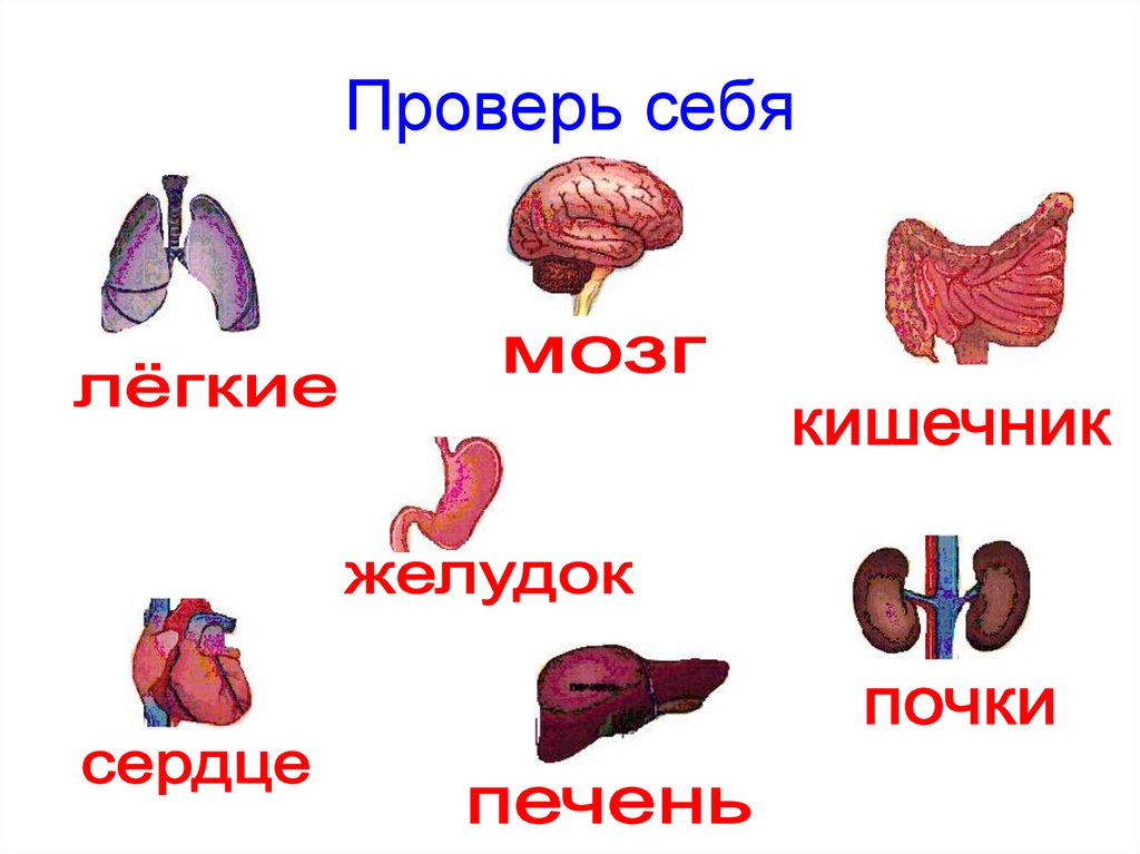 Окружающий мир 3 класс внутреннее строение человека. Модель внутреннего строения человека. Модель внутреннее строение тела человека окружающий мир 3. Органы человека для детей. Внутренние органы человека 2 класс.