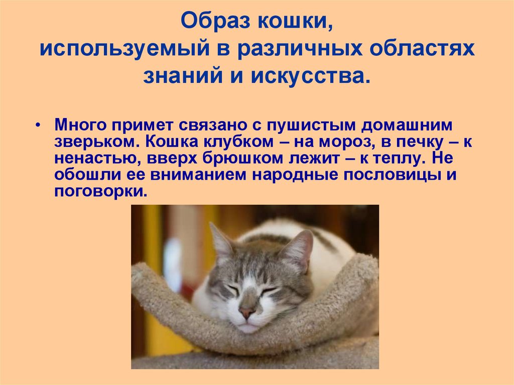 Качества кошек. Образ кота в литературе. Значение кошек в жизни человека. Отношение к кошкам в разных странах. 9 качеств кошки