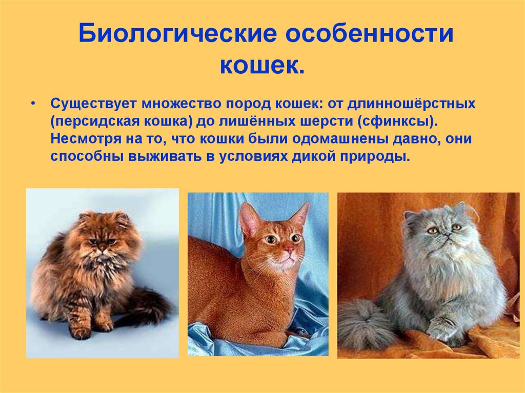 Презентация моя кошка