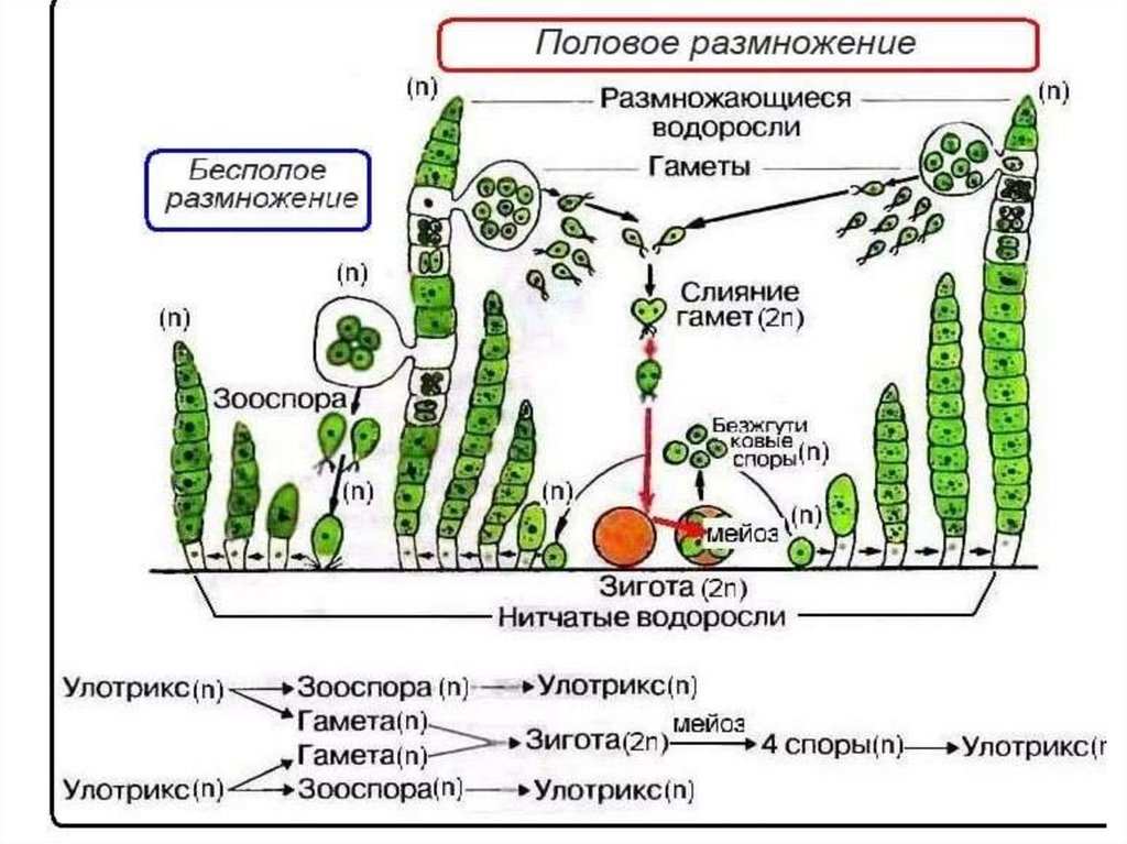 Презентация жизненные циклы растений егэ биология