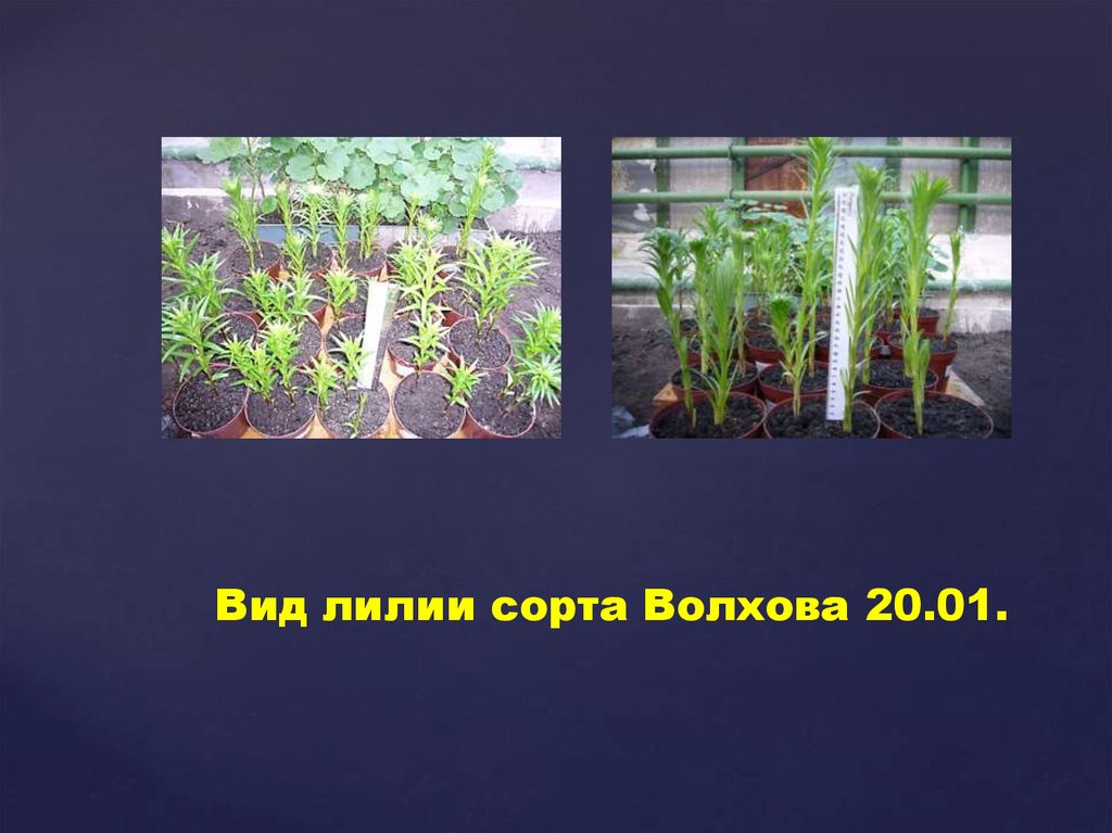 Вид лилии сорта Волхова 20.01.