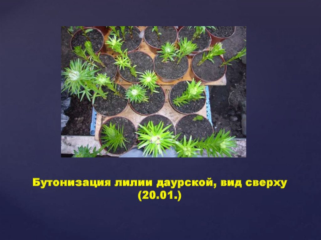 Бутонизация лилии даурской, вид сверху (20.01.)