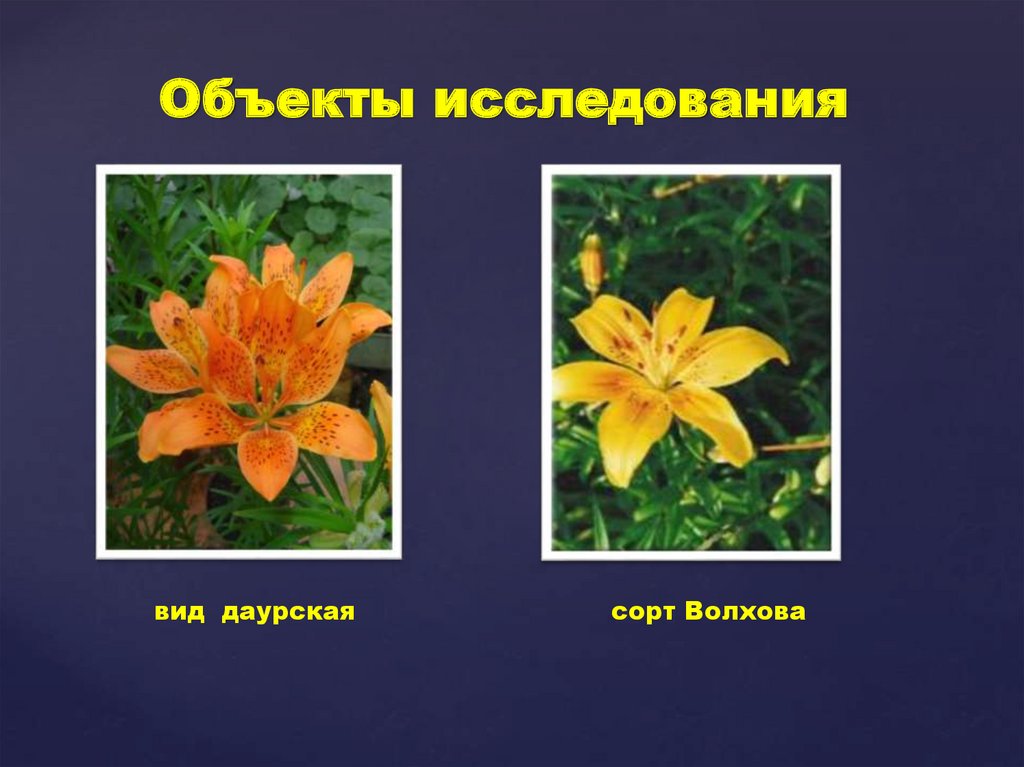 Объекты исследования