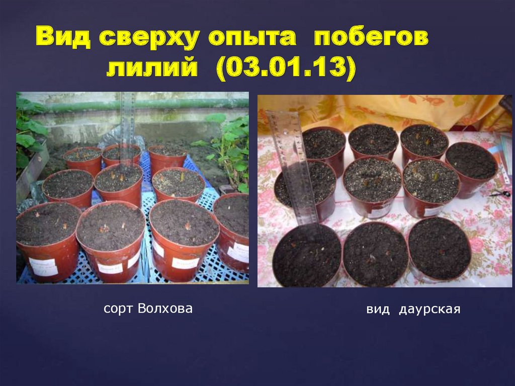 Вид сверху опыта побегов лилий (03.01.13)