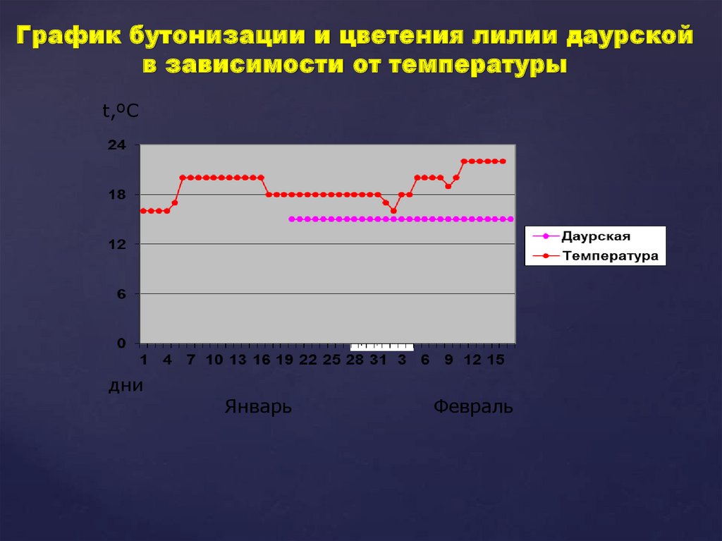 График бутонизации и цветения лилии даурской в зависимости от температуры