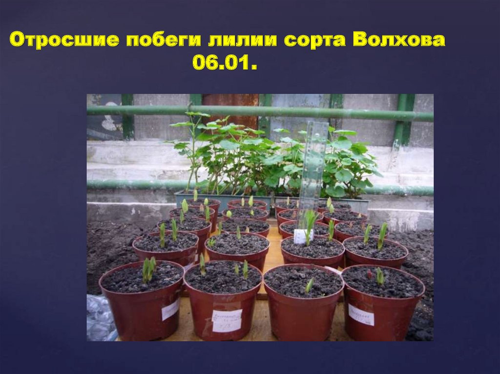 Отросшие побеги лилии сорта Волхова 06.01.