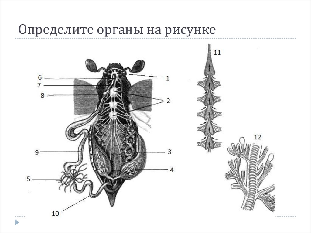 Сердце насекомых. Внутреннее строение майского жука схема. Пищеварительная система майского жука. Внутреннее строение майского жука. Внутренне строение майского жука.