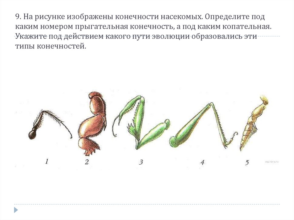 Если у животных встречаются разнообразные конечности изображенные на рисунке