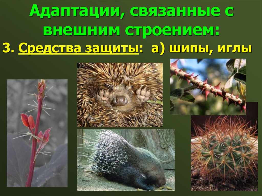 Адаптации, связанные с внешним строением: