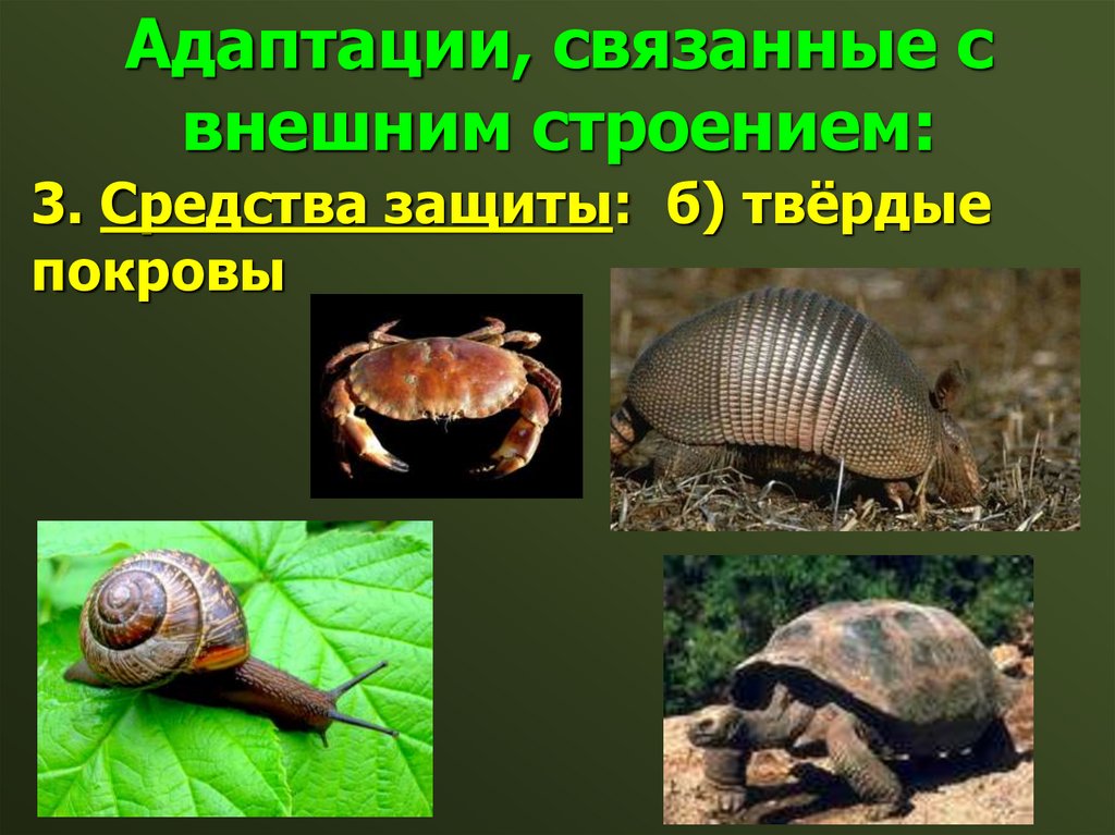 Адаптации, связанные с внешним строением: