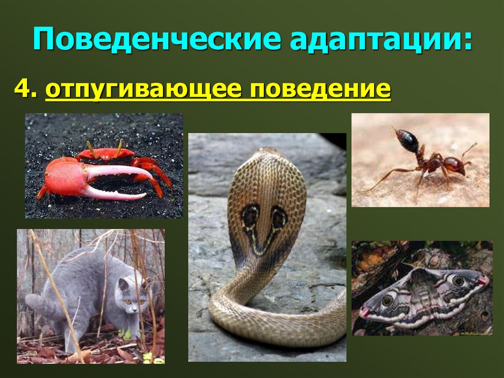 Поведенческие адаптации: