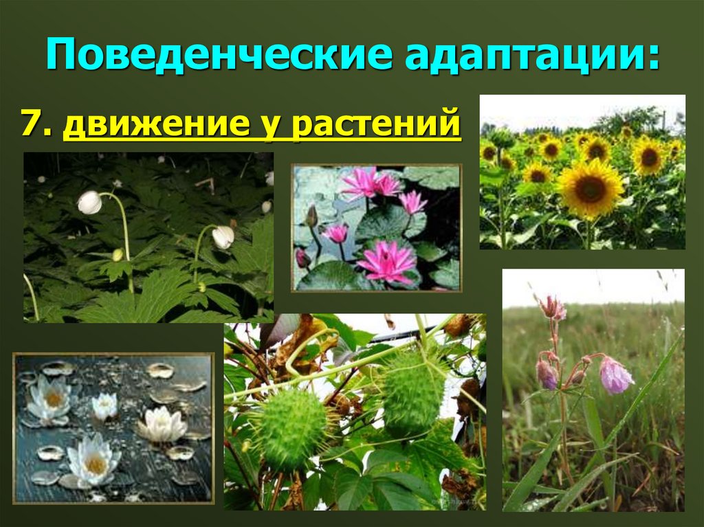 Поведенческие адаптации: