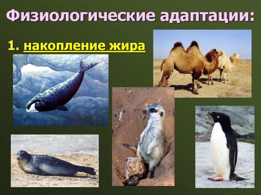 Физиологические адаптации: