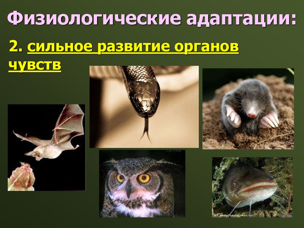 Физиологические адаптации: