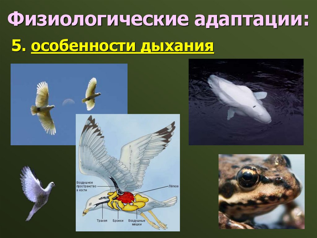 Физиологические адаптации: