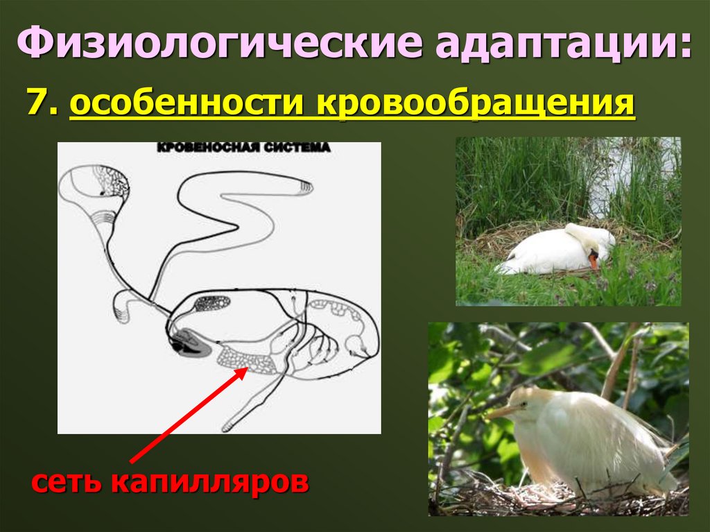 Физиологические адаптации: