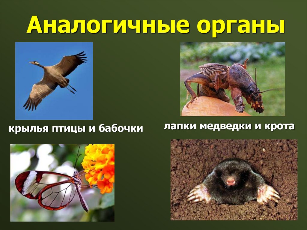 Аналогичные органы