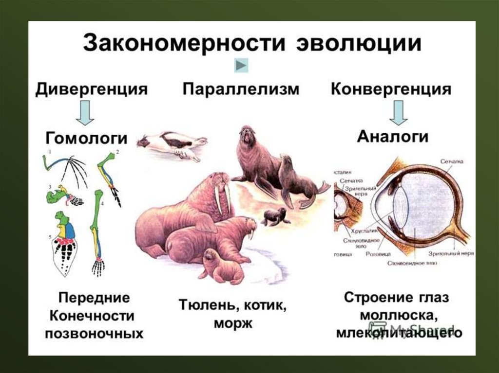 Дивергенция эволюция примеры. Примеры эволюции. Формы направленной эволюции. Параллелизм в эволюции. Механизмы эволюции.