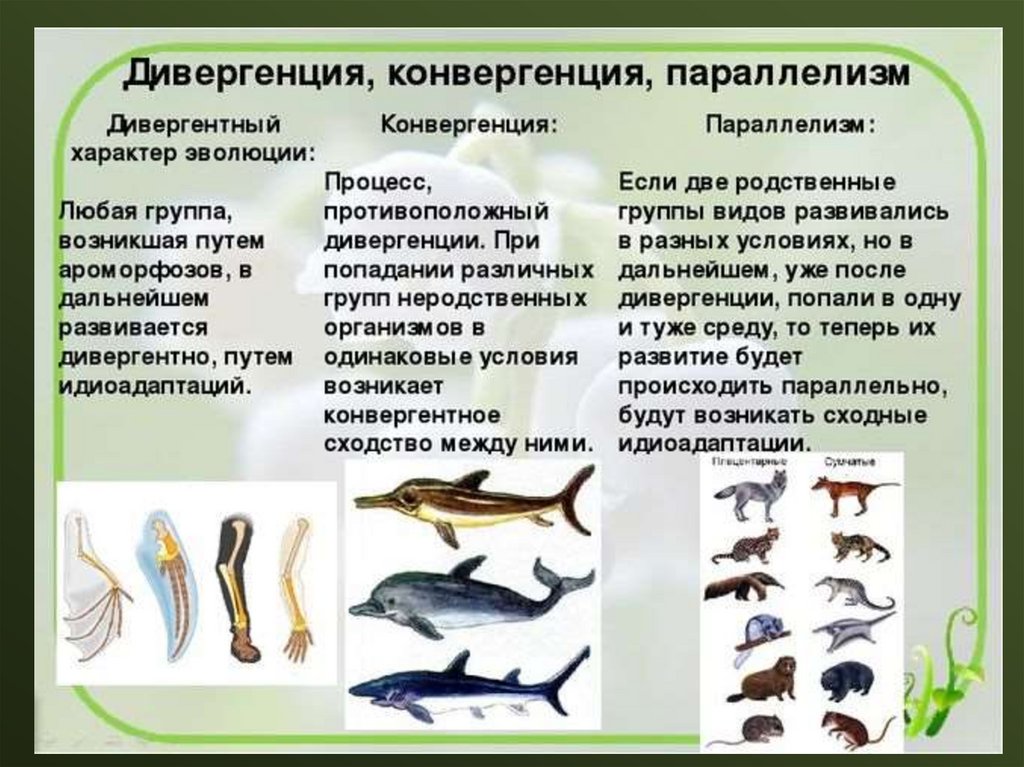 Гомологичные органы ископаемые переходные формы атавизмы единство плана строения тела позвоночных