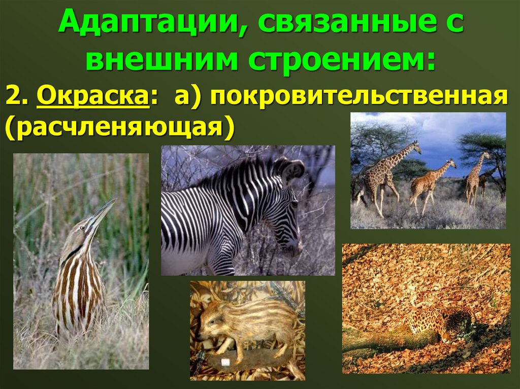 Адаптации, связанные с внешним строением: