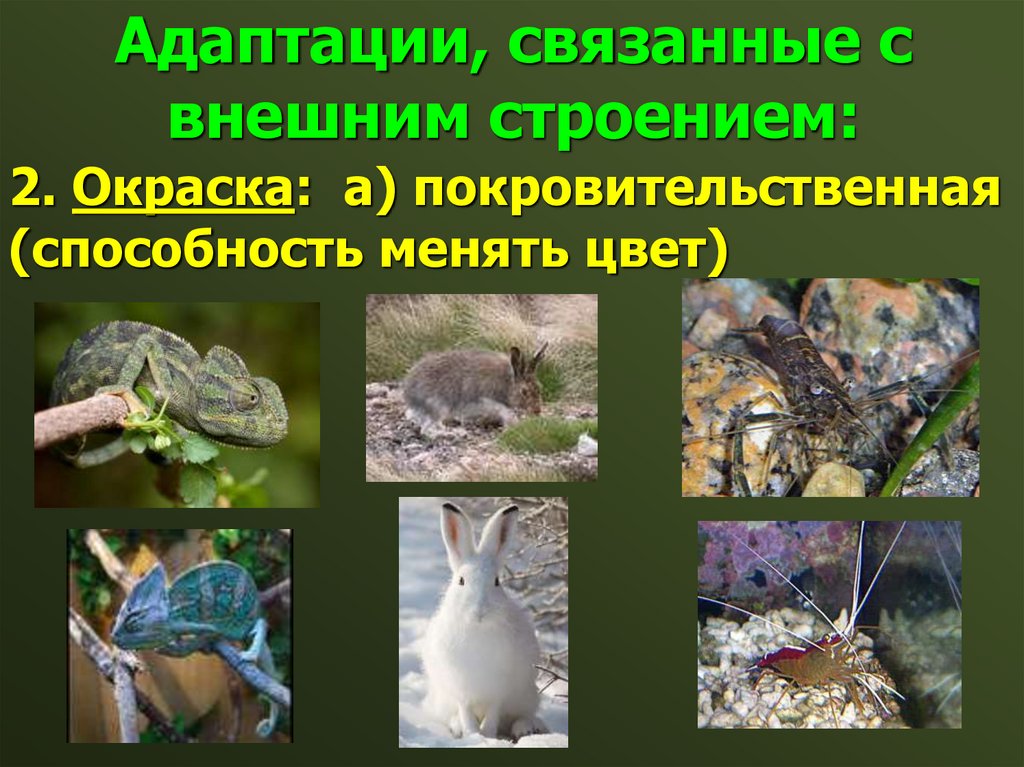 Адаптации, связанные с внешним строением: