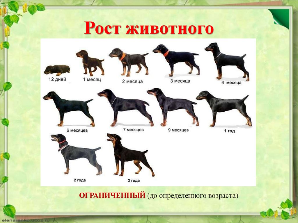 Рост животных