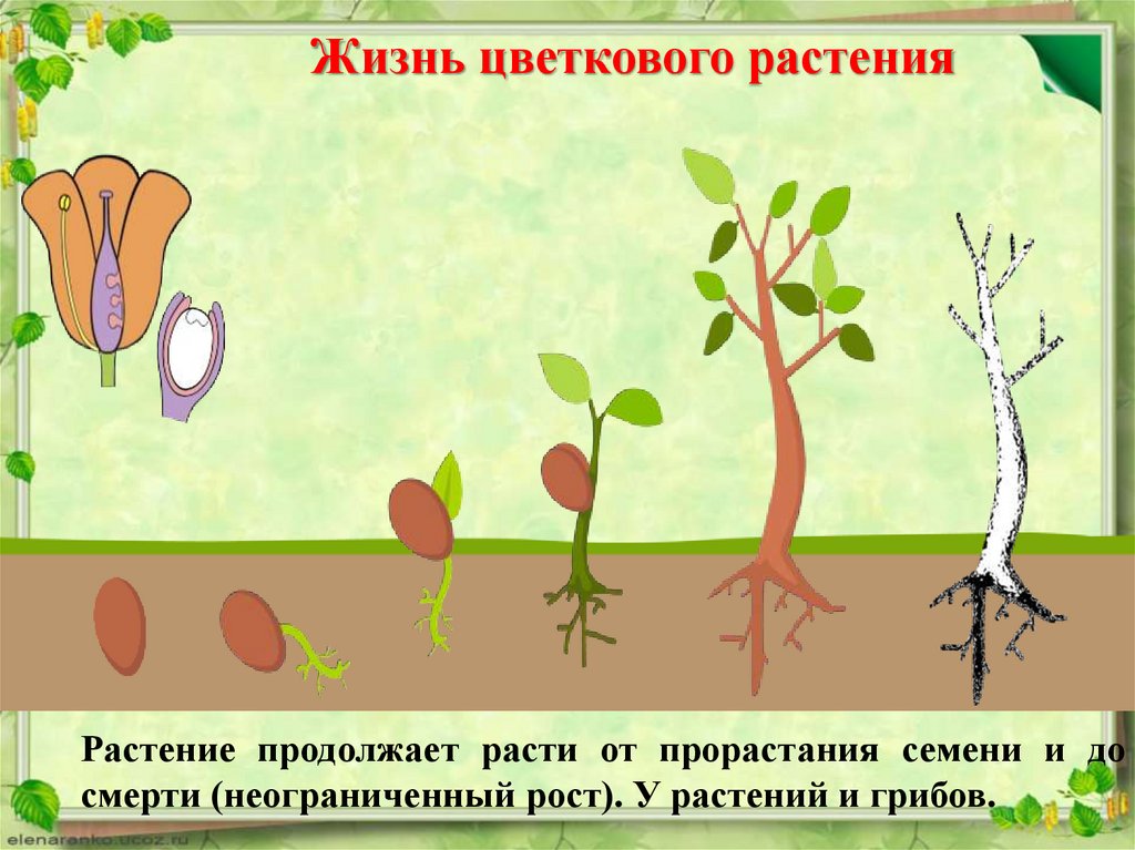 Презентация рост и развитие растений 6 класс. Стадии развития растений. Этапы роста растений. Рост растения тема. Периоды развития растений.