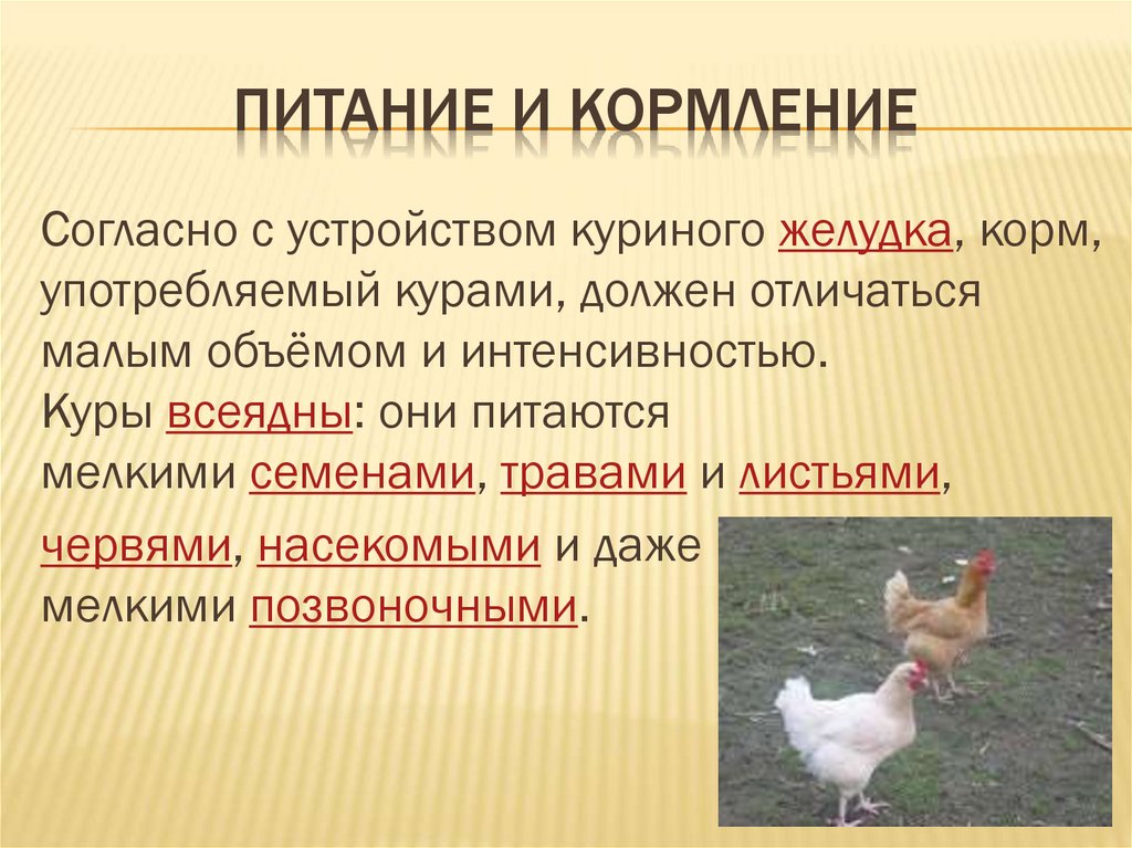 Презентация про курицу