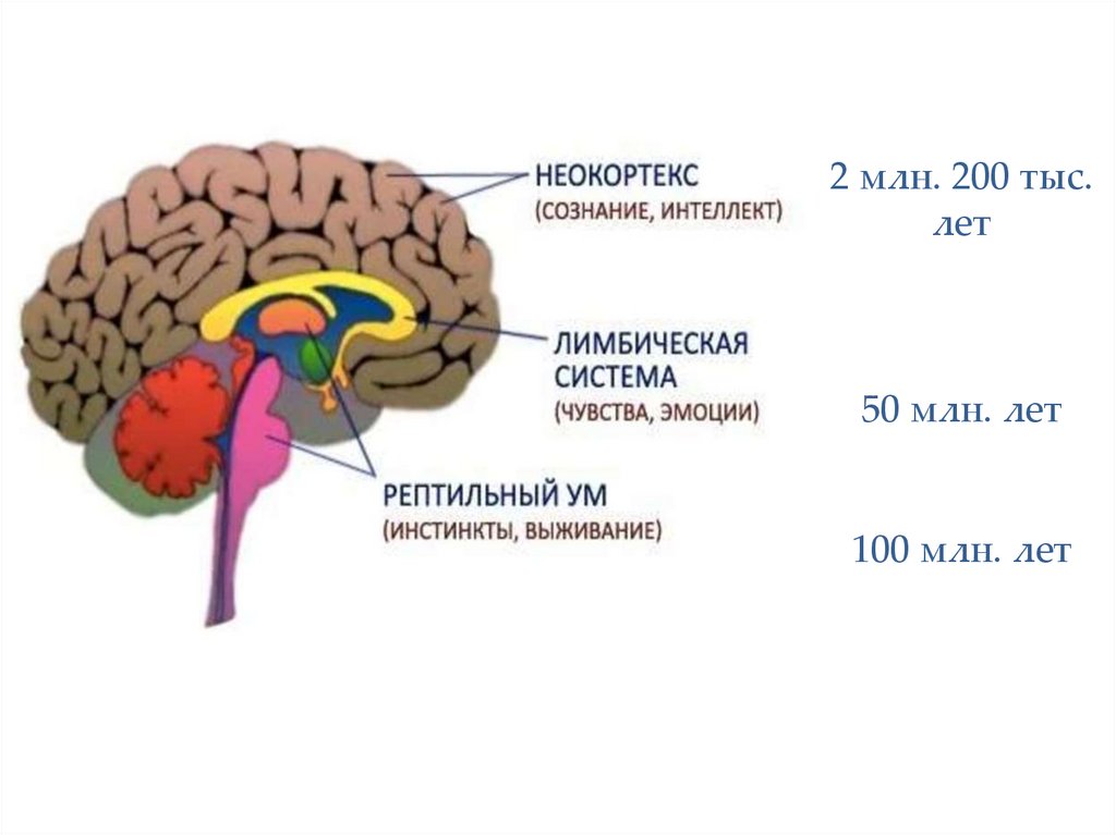 Схема п маклина