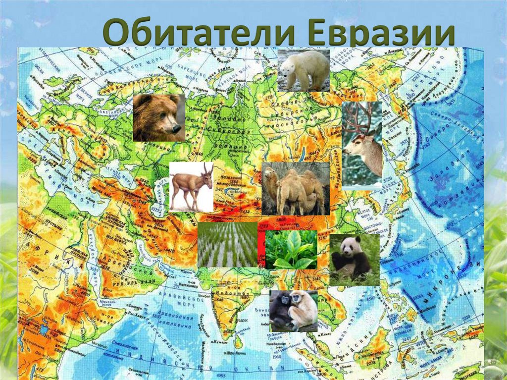 Кто живет в евразии. Животные Евразии. Животные материка Евразия. Карта животных Евразии. Животный мир Евразии карта.