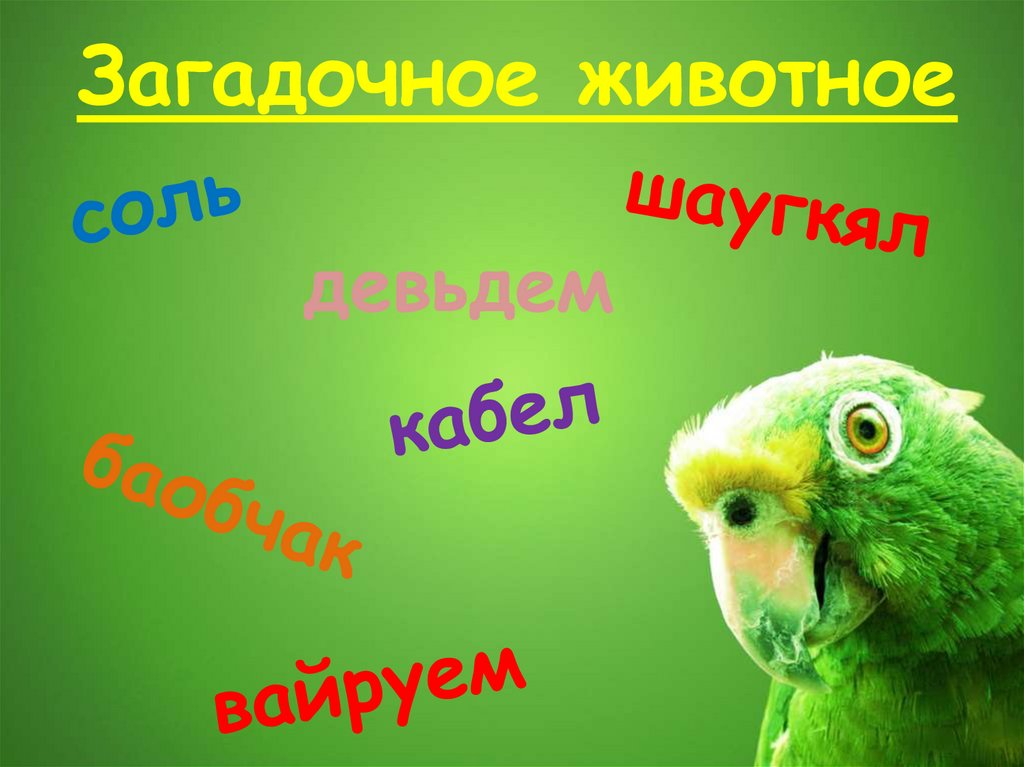 Загадочное животное