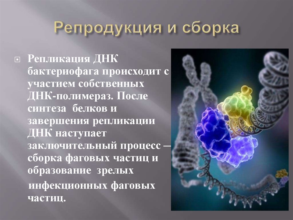 Репродукция и сборка